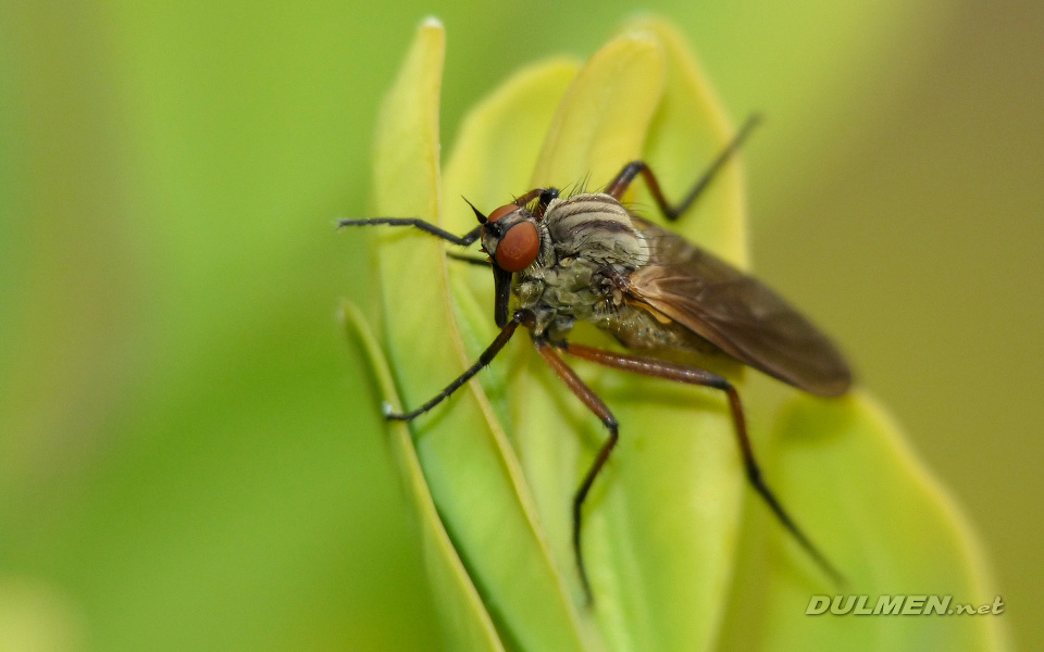 Dance Fly (Female, Empis tessellata)